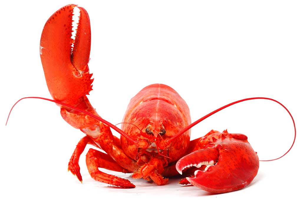 Lobster Atlanta