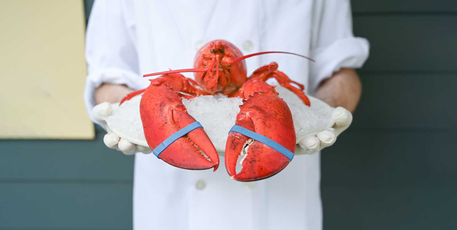 Lobster with banded claws presented on a plate of ice